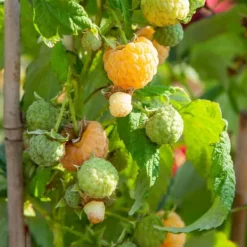 Buskads^Kompakt sommerhindbær - Sæt 6 - Rubus idaeus 'Fallgold' - Højde 25-40cm - ⌀9cm