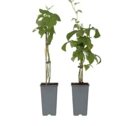 Clearance Kompakt sommerhindbær - Sæt med 2 - Rubus idaeus - Højde 50-60cm - ⌀15cm Buskads