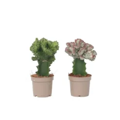 New Koralkaktus - Sæt med 2 - Euphorbia 'Lactea' - Højde 25-30cm - ⌀12cm Krukkeplanter Indendørs