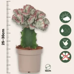 New Koralkaktus - Sæt med 2 - Euphorbia 'Lactea' - Højde 25-30cm - ⌀12cm Krukkeplanter Indendørs