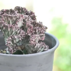 New Koralkaktus - Sæt med 2 - Euphorbia 'Lactea' - Højde 25-30cm - ⌀12cm Krukkeplanter Indendørs