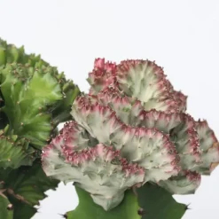 New Koralkaktus - Sæt med 2 - Euphorbia 'Lactea' - Højde 25-30cm - ⌀12cm Krukkeplanter Indendørs
