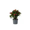 Krukkeplanter Indendørs^Kristi tornekrone - Euphorbia 'Milii' - Højde 25-35cm - ⌀13cm