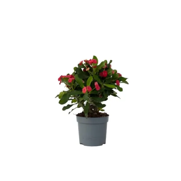 Krukkeplanter Indendørs^Kristi tornekrone - Euphorbia 'Milii' - Højde 25-35cm - ⌀13cm