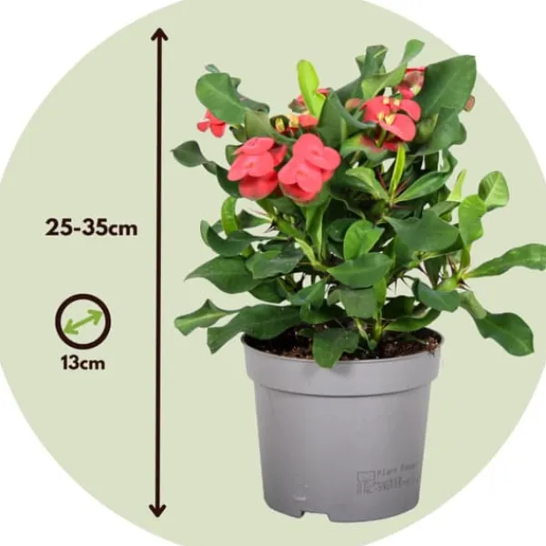 Krukkeplanter Indendørs^Kristi tornekrone - Euphorbia 'Milii' - Højde 25-35cm - ⌀13cm