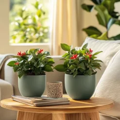 Krukkeplanter Indendørs^Kristi tornekrone - Euphorbia 'Milii' - Højde 25-35cm - ⌀13cm