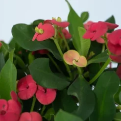 Krukkeplanter Indendørs^Kristi tornekrone - Euphorbia 'Milii' - Højde 25-35cm - ⌀13cm