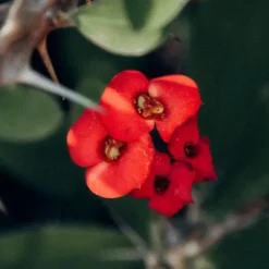 Krukkeplanter Indendørs^Kristi tornekrone - Euphorbia 'Milii' - Højde 25-35cm - ⌀13cm