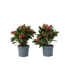 Kristi tornekrone - Sæt med 2 - Euphorbia 'Milii' - Højde 25-35cm - ⌀13cm Krukkeplanter Indendørs