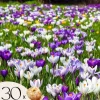Online Krokusløg - Sæt med 30 - Crocus 'Large Flowering Mix' - Blomsterløg - Flerfarvet Frø