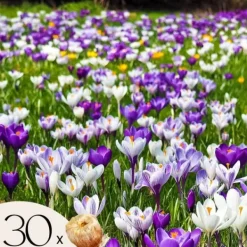 Online Krokusløg - Sæt med 30 - Crocus 'Large Flowering Mix' - Blomsterløg - Flerfarvet Frø