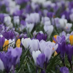 Online Krokusløg - Sæt med 30 - Crocus 'Large Flowering Mix' - Blomsterløg - Flerfarvet Frø