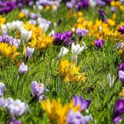 Online Krokusløg - Sæt med 30 - Crocus 'Large Flowering Mix' - Blomsterløg - Flerfarvet Frø