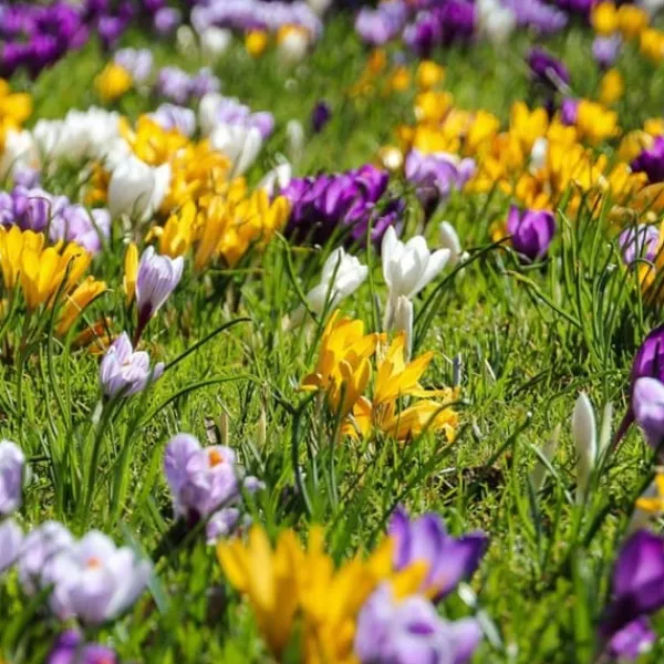 Online Krokusløg - Sæt med 30 - Crocus 'Large Flowering Mix' - Blomsterløg - Flerfarvet Frø