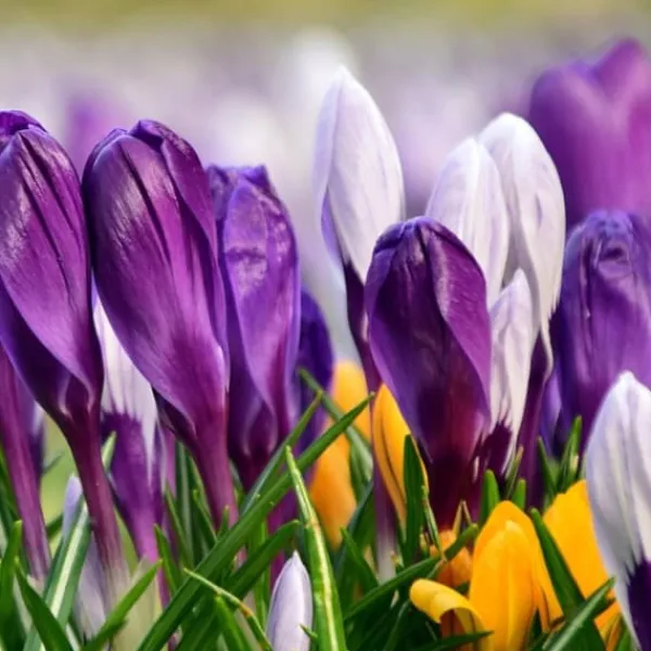 Online Krokusløg - Sæt med 30 - Crocus 'Large Flowering Mix' - Blomsterløg - Flerfarvet Frø
