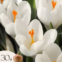 Discount Krokusløg - Sæt med 30 - Crocus 'White' - Blomsterløg - Hvid Frø