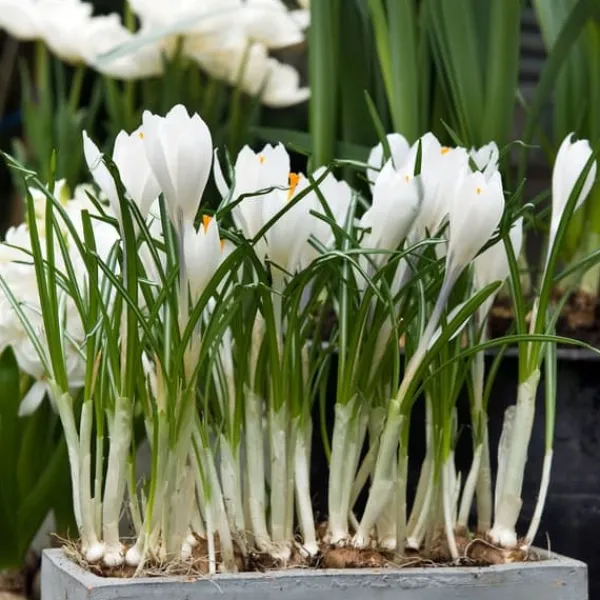 Discount Krokusløg - Sæt med 30 - Crocus 'White' - Blomsterløg - Hvid Frø