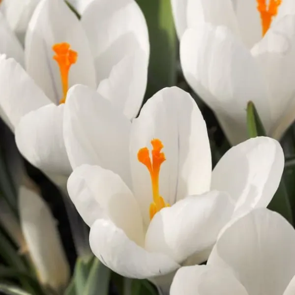 Discount Krokusløg - Sæt med 30 - Crocus 'White' - Blomsterløg - Hvid Frø