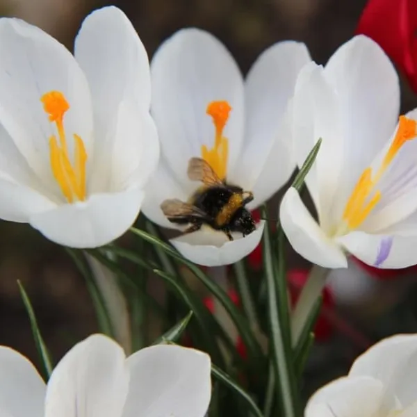 Discount Krokusløg - Sæt med 30 - Crocus 'White' - Blomsterløg - Hvid Frø