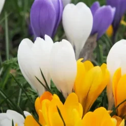 Frø^Krokusløg - Sæt med 70 - Farverige forårsblomster til haven