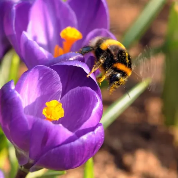 Frø^Krokusløg - Sæt med 70 - Farverige forårsblomster til haven