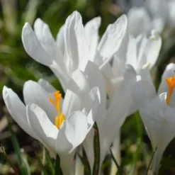Frø^Krokusløg - Sæt med 70 - Farverige forårsblomster til haven
