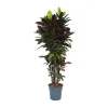Discount Kroton - Codiaeum variegatum 'Mrs. Iceton' - Højde 140-150cm - ⌀31cm Krukkeplanter Indendørs