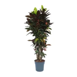 Discount Kroton - Codiaeum variegatum 'Mrs. Iceton' - Højde 140-150cm - ⌀31cm Krukkeplanter Indendørs