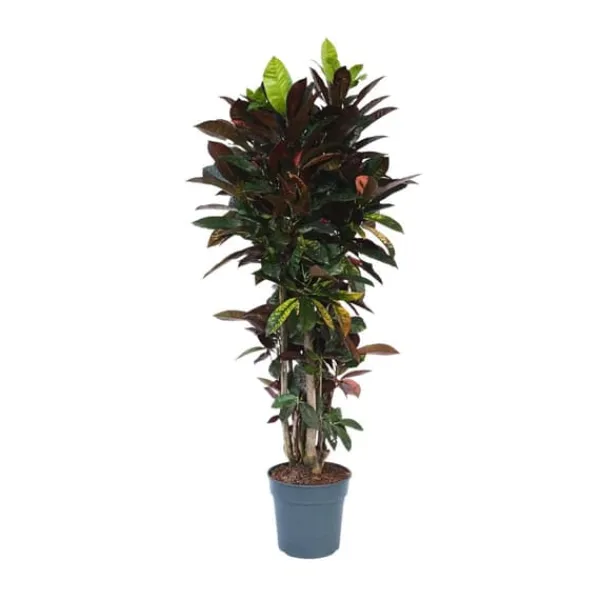 Discount Kroton - Codiaeum variegatum 'Mrs. Iceton' - Højde 140-150cm - ⌀31cm Krukkeplanter Indendørs
