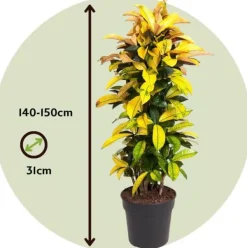 Discount Kroton - Codiaeum variegatum 'Mrs. Iceton' - Højde 140-150cm - ⌀31cm Krukkeplanter Indendørs