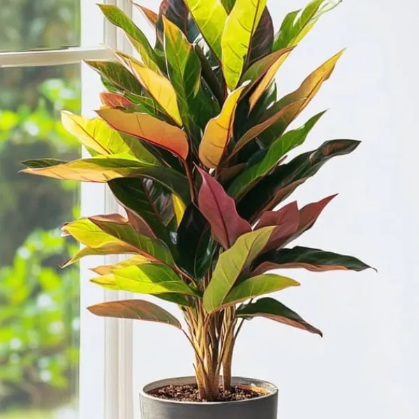 Discount Kroton - Codiaeum variegatum 'Mrs. Iceton' - Højde 140-150cm - ⌀31cm Krukkeplanter Indendørs