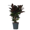 Krukkeplanter Indendørs^Kroton - Codiaeum variegatum 'Mrs. Iceton' - Højde 60-70cm - ⌀19cm