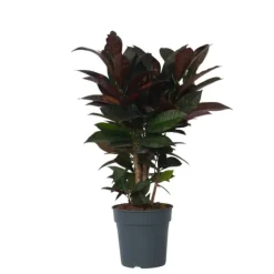 Krukkeplanter Indendørs^Kroton - Codiaeum variegatum 'Mrs. Iceton' - Højde 60-70cm - ⌀19cm