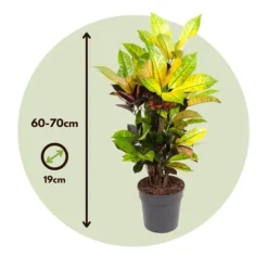 Krukkeplanter Indendørs^Kroton - Codiaeum variegatum 'Mrs. Iceton' - Højde 60-70cm - ⌀19cm