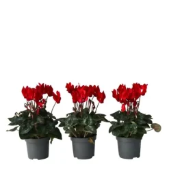 Clearance Krukkeviol - Sæt 6 - Cyclamen persicum 'Winfall Scarlet' - Højde 10-20cm - ⌀9cm Krukkeplanter Indendørs