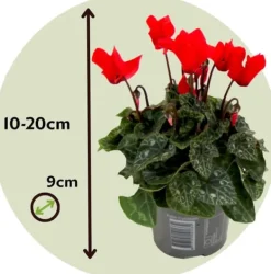 Clearance Krukkeviol - Sæt 6 - Cyclamen persicum 'Winfall Scarlet' - Højde 10-20cm - ⌀9cm Krukkeplanter Indendørs