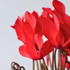 Clearance Krukkeviol - Sæt 6 - Cyclamen persicum 'Winfall Scarlet' - Højde 10-20cm - ⌀9cm Krukkeplanter Indendørs