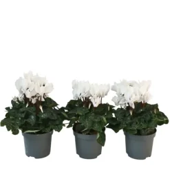 Krukkeplanter Indendørs^Krukkeviol - Sæt med 3 - Cyclamen persicum 'Metis White' - Højde 10-20cm - ⌀9cm