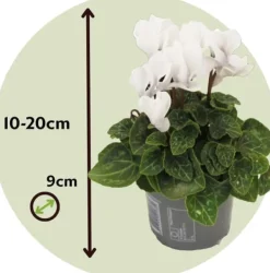 Krukkeplanter Indendørs^Krukkeviol - Sæt med 3 - Cyclamen persicum 'Metis White' - Højde 10-20cm - ⌀9cm