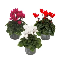 Krukkeplanter Indendørs^Krukkeviol - Sæt med 3 - Cyclamen persicum - Højde 10-20cm - ⌀9cm