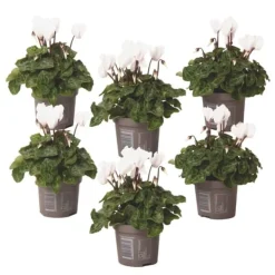 Krukkeplanter Indendørs^Krukkeviol - Sæt med 6 - Cyclamen persicum 'Metis White' - Højde 10-20cm - ⌀9cm