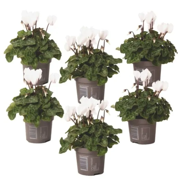 Krukkeplanter Indendørs^Krukkeviol - Sæt med 6 - Cyclamen persicum 'Metis White' - Højde 10-20cm - ⌀9cm