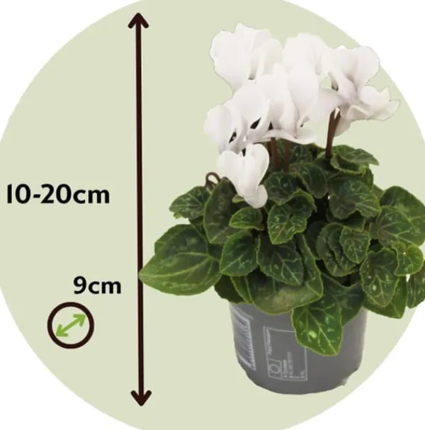 Krukkeplanter Indendørs^Krukkeviol - Sæt med 6 - Cyclamen persicum 'Metis White' - Højde 10-20cm - ⌀9cm