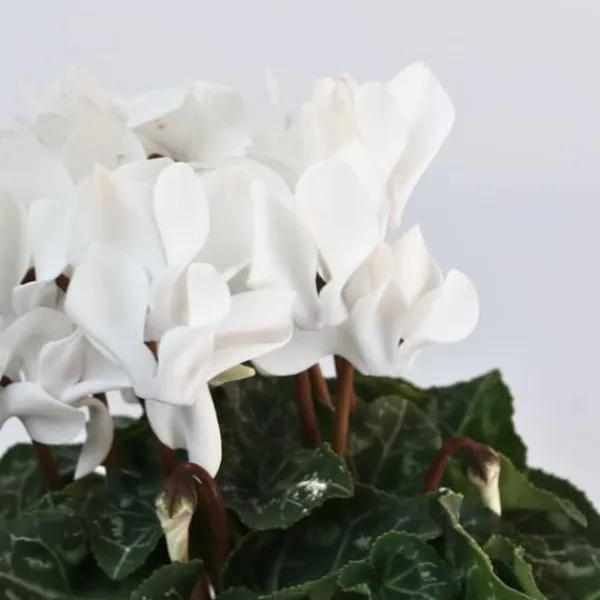 Krukkeplanter Indendørs^Krukkeviol - Sæt med 6 - Cyclamen persicum 'Metis White' - Højde 10-20cm - ⌀9cm