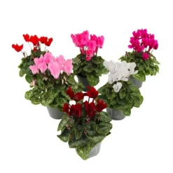 Krukkeplanter Indendørs^Krukkeviol - Sæt med 6 - Cyclamen persicum - Højde 10-20cm - ⌀9cm