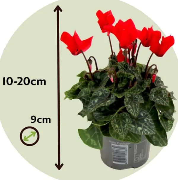 Krukkeplanter Indendørs^Krukkeviol - Sæt med 6 - Cyclamen persicum - Højde 10-20cm - ⌀9cm