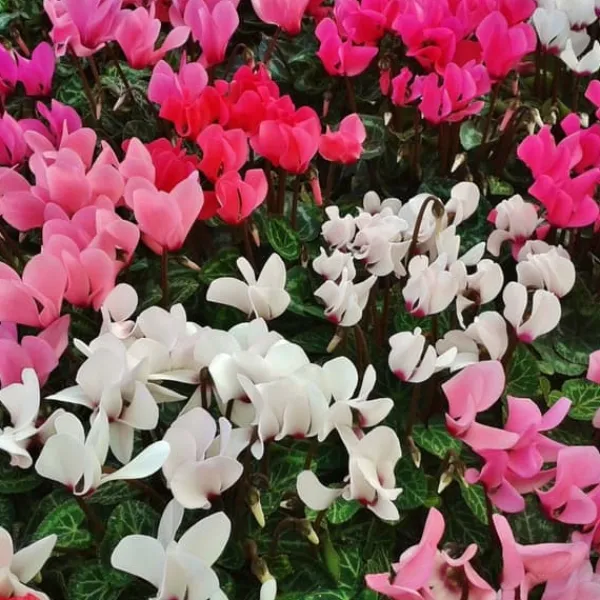 Krukkeplanter Indendørs^Krukkeviol - Sæt med 6 - Cyclamen persicum - Højde 10-20cm - ⌀9cm