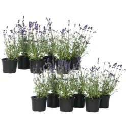 Haveplanter^Lavendel - Sæt med 12 - Lavandula angustifolia - Højde 10-15cm - ⌀11cm
