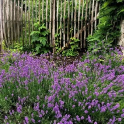 Haveplanter^Lavendel - Sæt med 12 - Lavandula angustifolia - Højde 10-15cm - ⌀11cm