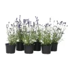 Buskads^Lavendel - Sæt med 6 - Lavandula angustifolia - Højde 10-15cm - ⌀11cm